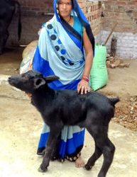 Farmer Malti Pateria with the young calf. Photo: BISLD.