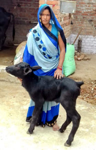 Farmer Malti Pateria with the young calf. Photo: BISLD