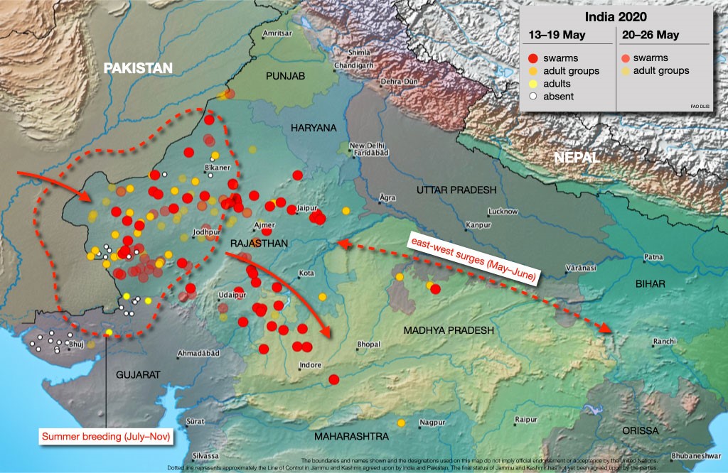 Pic from the FAO Locust Watch website showing the recent locust activity in India