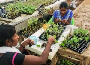 Center of Excellence staff make vegetable grafts. Photo: A Seshadri , ICRISAT