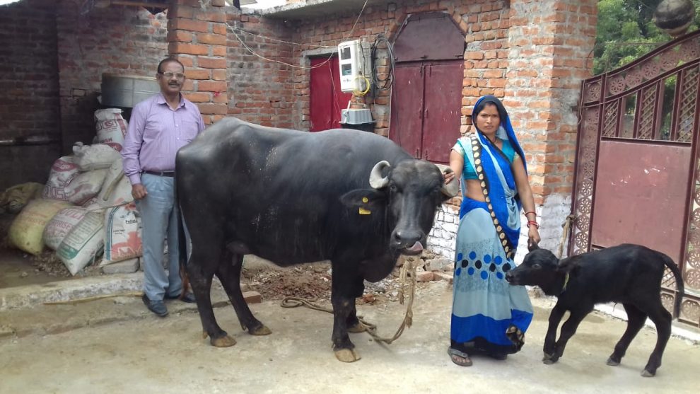 Mrs. Malati Pateria and Mr. A.K. Tripathi, Official of BISLD with buffalo and first female calf © BISLD