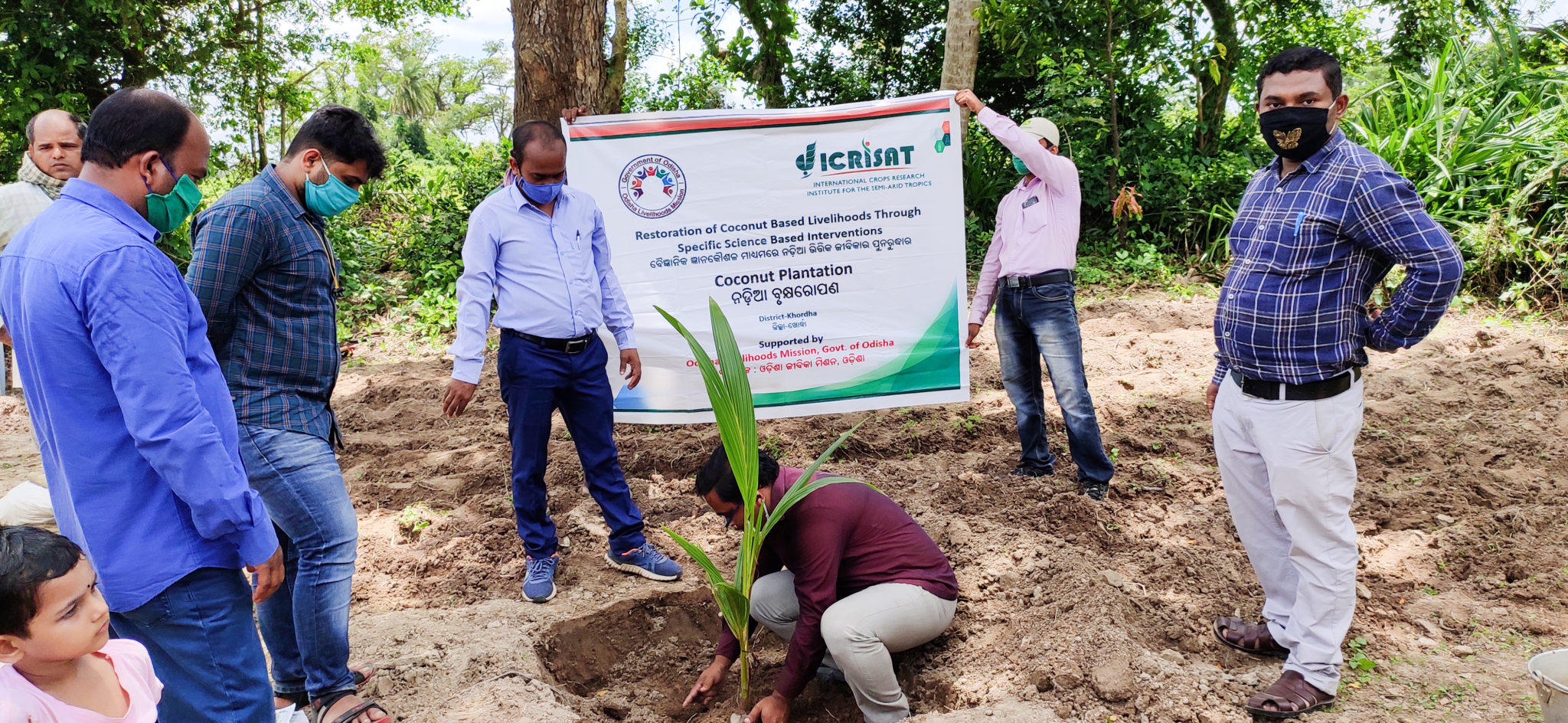 Coconut plantation drive in Badalasasan, Khorda District, Odisha, India.