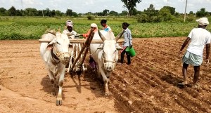 Sowing demonstration at Wanaparthy. Photo: ICRISAT