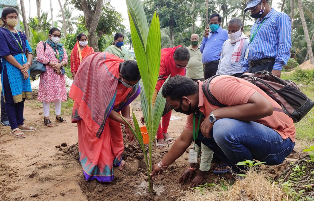 Chairman, Panchayat Samiti, Satyabadi block, Puri (left) planting coconut on the occasion of World Coconut Day. Photo: ICRISAT