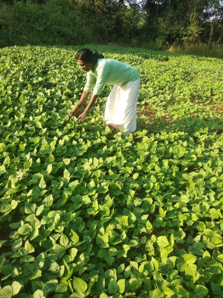 Growing pulses using zero till cultivation in paddy fallows.