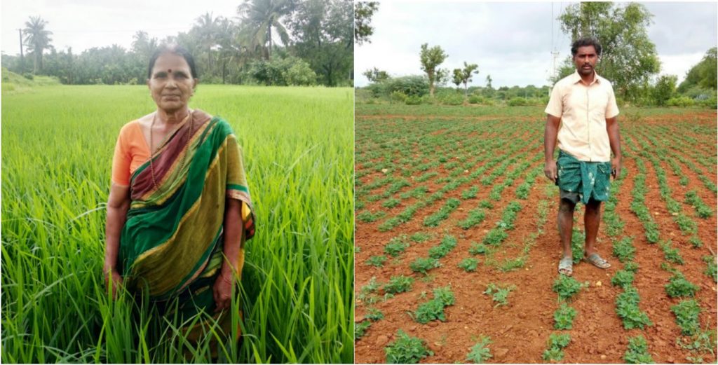 Beneficiaries of Bhoosamrudhi produce Direct Seeded Rice (left) and groundnut (right).