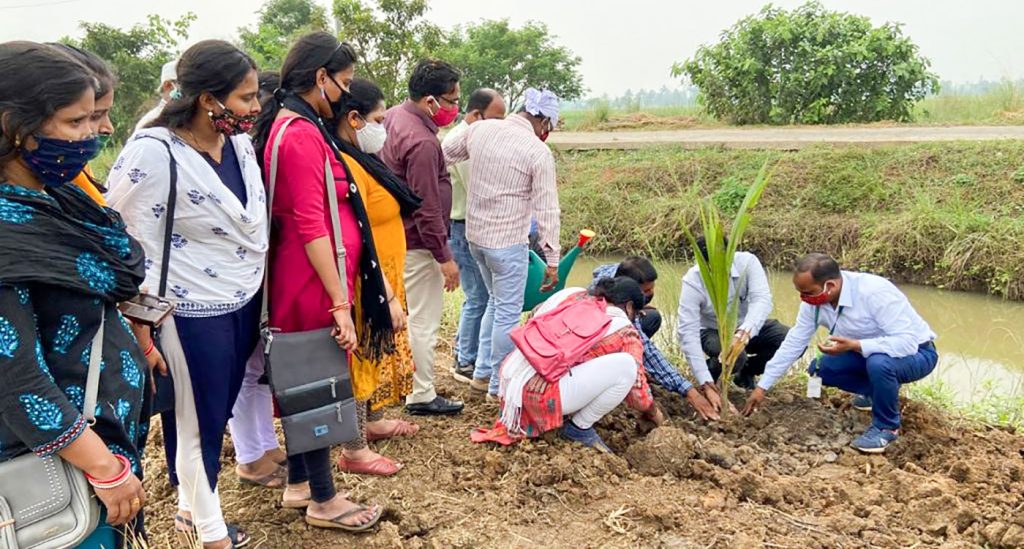 A coconut sapling being planted at Kulintira village in Khordha district, Odisha. Photo: Ramvikash Verma, ICRISAT.