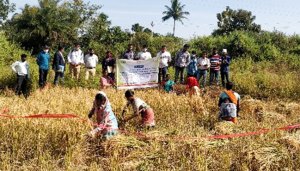 Farmers participate in the CCE in Singari village, Rayagada district. Photo: ICRISAT Development Center