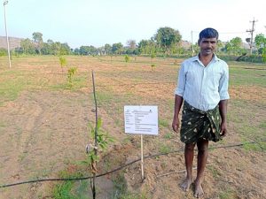 Mango saplings planted by Mr A Venkata Reddy in Settipalli village, Anantapur. Photo: BISLD/Samatha/ICRISAT