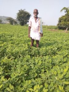 Groundnut ICGV 91114 variety demonstration in Mr Kalki Kondanna’s farm in Wanaparthy, Telangana. Photo: BISLD/ICRISAT