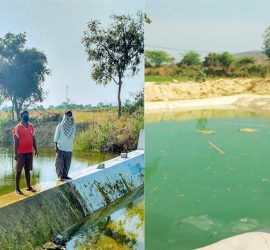 Water conservation structures in Anantapuramu: A check dam (L) constructed in Kondampalle village, Anantapuramu, during 2017 has led to increase in groundwater levels that benefits a newly constructed pond (R) in Ramachandra Reddy’s farm, providing sufficient water to irrigate a second crop. The check dam constructed in 2017 through the project has ensured that groundwater is available at a depth of 3 meters. Before the project, even water for drinking purposes was not available, and groundwater was available only at about 183 meters during the dry seasons,” he says. Photo: Arun Seshadri, ICRISAT